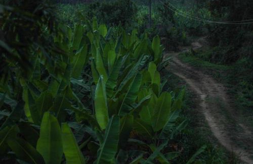 Sulthan Bathery House | Rancho Farmstay