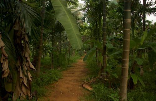 Hireguthi Other | Roots and rambutan gokarna