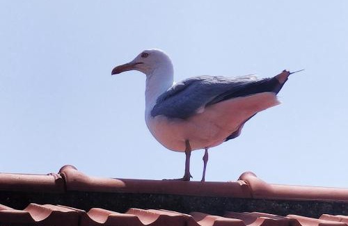 Rezza Apartment | Seagulls, Elegance and Freedom