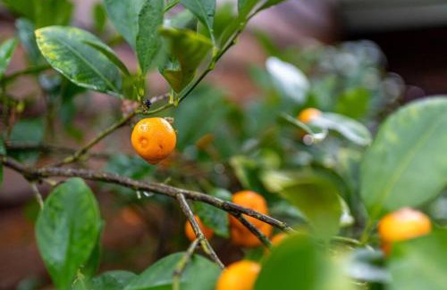 McLaren Vale House | Secret Garden Studio in the Heart of McLaren Vale