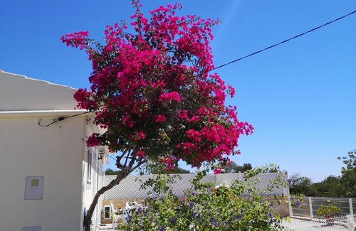Falfosa House | Single storey house 10km from Faro