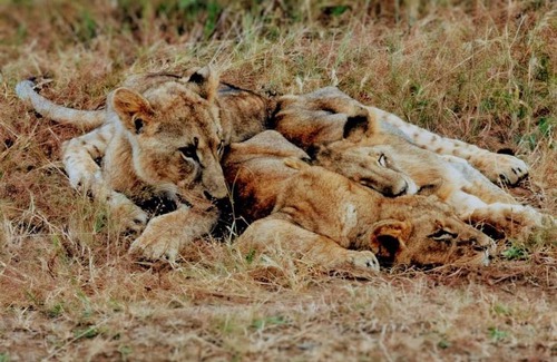 Kenya Bed & Breakfast | Sonkoi Tent Safari Camp