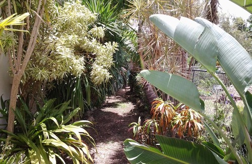 Douglas Villa | Spacious villa with plunge pool in surrounding garden. Palm trees and plants.