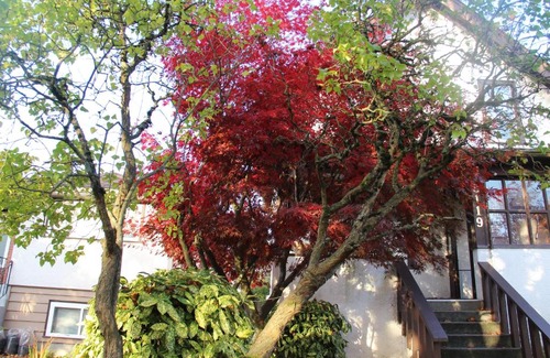 Marpole House | Sunny cozy rooms