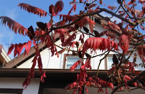 Marpole House | Sunny cozy rooms