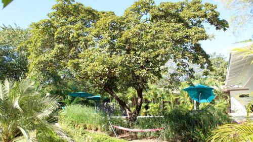 Tamarindo Bed & Breakfast | Tee-K Lodge Tamarindo
