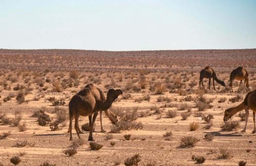 Ben Guerdane Other | Tente ksar ghilane