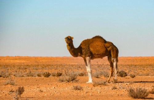 Ben Guerdane Other | Tente ksar ghilane