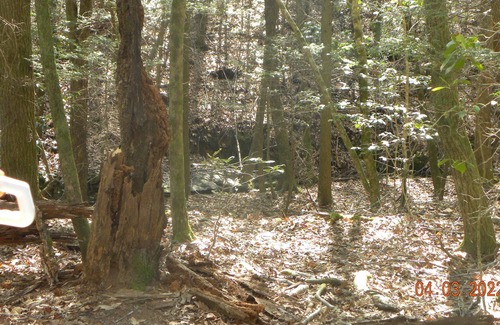 Lookout Mountain RV Rental | Tentrr Signature Site - Mountain Holler Campsite