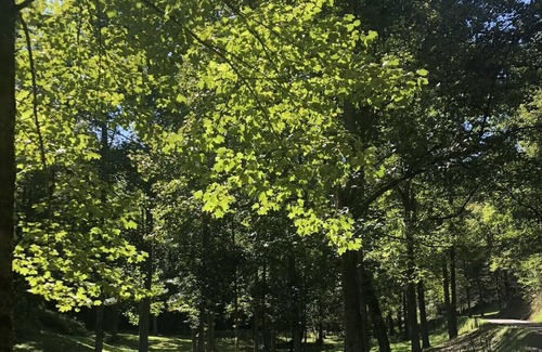 Bryson City RV Rental | Tentrr Signature Site - Needmore Nature Time
