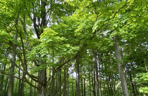 Ellenville RV Rental | Tentrr Signature Site - Retreat East Co, The Forest Experience