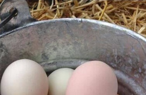 Amboy RV Rental | Tentrr Signature Site - Lis-Bon Acres Glamping