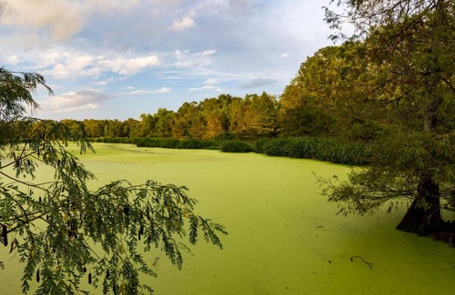 Texas Gulf Coast Region Other | Tentrr State Park Site - Texas Brazos Bend State Park Trailside E - Single Camp