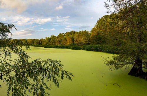Texas Gulf Coast Region Other | Tentrr State Park Site - Texas Brazos Bend State Park - Trailside H - Single Camp