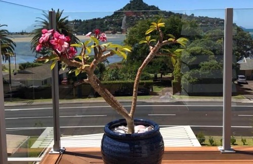 Tairua Cottage | THE BEACH POD - TAIRUA HOLIDAY HOME, with a garden in Tairua
