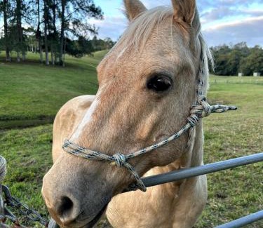 Eumundi House | The Dairy character-filled farm stay