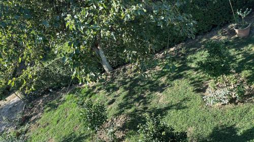 Tirana House | The Garden