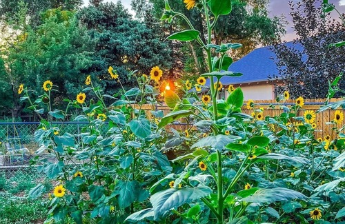 Berkeley House | THE HEN HOUSE! Walk to buzzing restaurants bars and shopping on Tennyson!