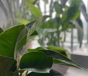 Gia Lam Apartment | The Inner Home, Vinhomes Ocean Park Hà Nội