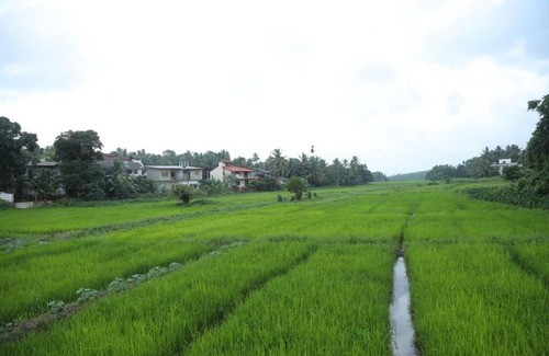 Homagama House | The Paddy