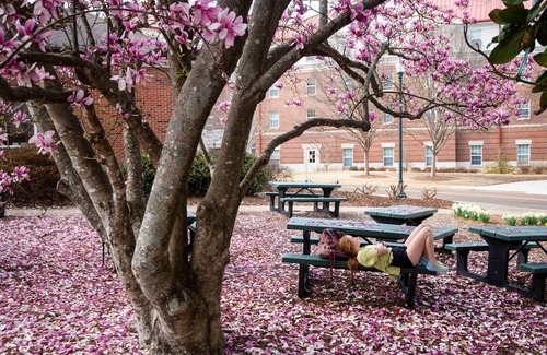 University Condo | "The Rebel Derby" - Walk to Campus & The Square with 2 Parking Spaces!