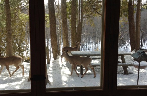 Newaygo Cabin | The River Cabin