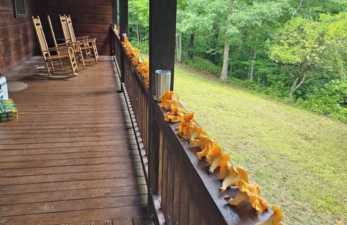 Blue Ridge Cabin | Tranquil cabin with AC in charming Blue Ridge