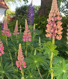 Farhult Bed & Breakfast | Trennegården B&B