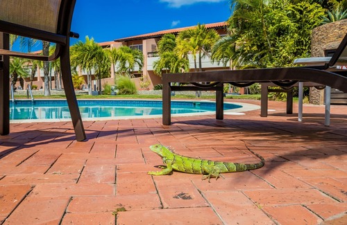 Oranjestad-West House | Tropical Gem 2 bdrms w/pool view near Eagle beach