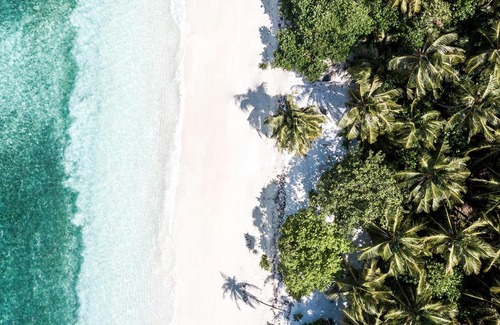 Fehendhoo House | Tropical Tree