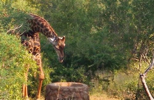 Maruleng Other | Tsakane Safari Camp