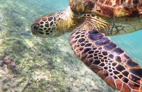 Dickwella House | Turtle Point Homestay sea view