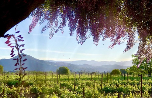 Morgan Hill Villa | Tuscan villa nestled in the vineyard - Villa Riposo