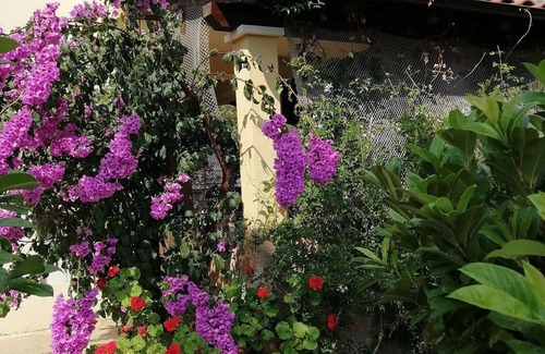 Cove Osibova (Milna) Apartment | Two bedroom apartment with terrace Cove Osibova, Brač (A-23774-a)