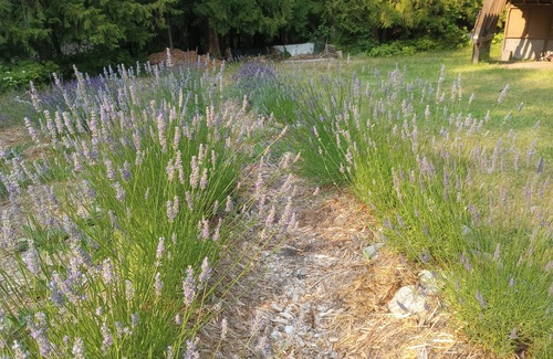Fauquier Cottage | Up Country Golf Cottage & Lavender Farm. Fire - Smores - Hot springs-Soak-Repeat