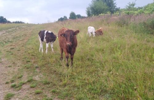 Czernichow Other | Uszate Ranczo Jagoda