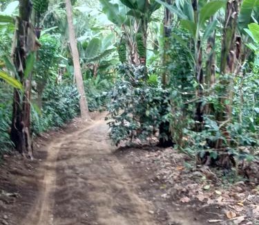 Arusha Cabin | Vanilla coffee farm lodge campsite