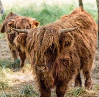 Laza Resort | Via Vitalité