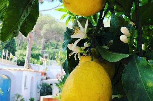 Casamicciola Terme Villa | Villa Calù