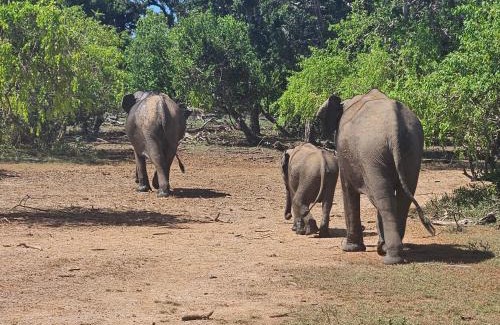 Yodakandiya Bed & Breakfast | Villa Emerald & YALA safari