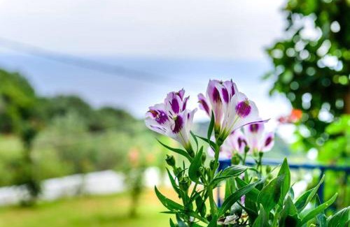 Lygia House | Villa Panorama