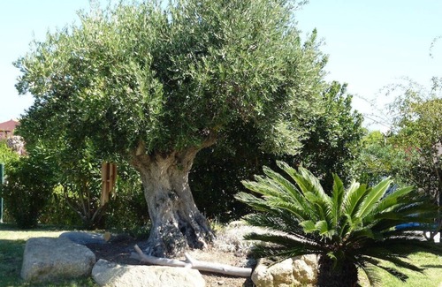 Marine de Saint Ambroggio Villa | Villa with pool, Sant'Ambroggio seafront