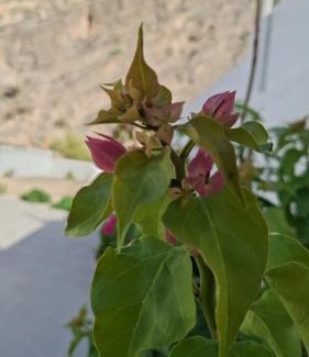 Oman House | Wadi Arbeieen Chalet