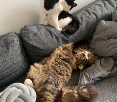 Dublin House | wake up with 2 cats on your face