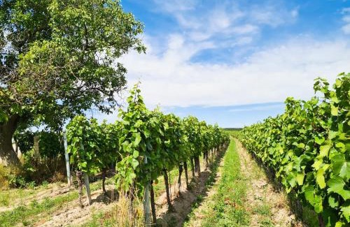 Morbisch am See Apartment | Wein Suite