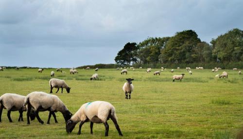 Burrington Other | Yurt in Devon
