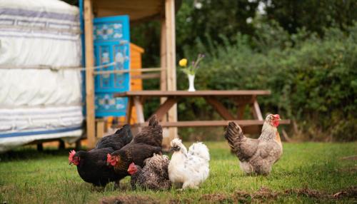 Burrington Other | Yurt in Devon