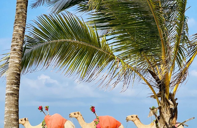 2-bedroom Diani Beach apartment paradise on delightful Diani Beach with WiFi, AC