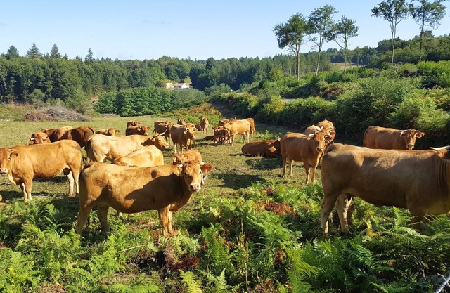 A 3 bed rural gite for up to 6 people, 20 acres of grounds, wifi, by a river.