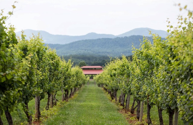 Afton Mtn. Vineyards: Damy | 1 Bed, 1 Bath